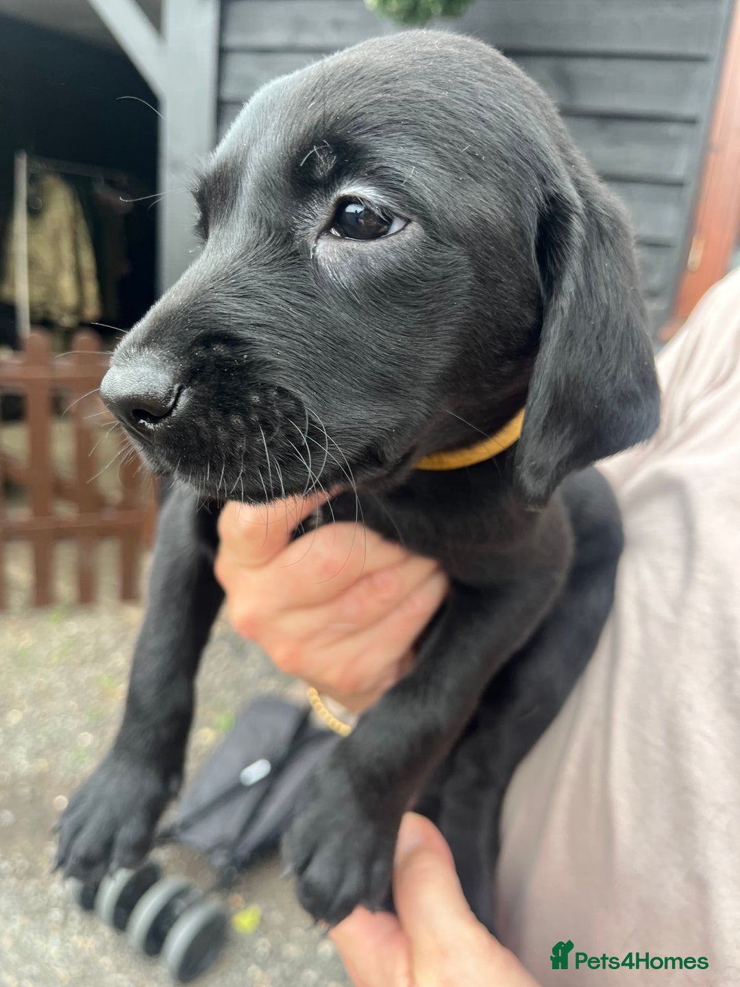 Labrador Retriever dogs for sale: 7 Labrador Puppies - Image 16