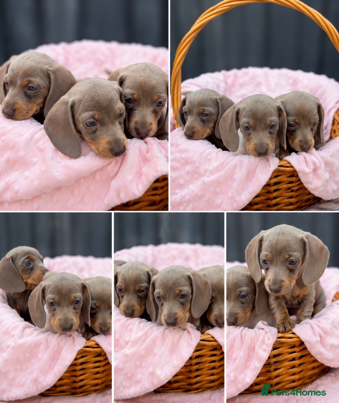Miniature Dachshund dogs Beautiful KC Puppies - Advert 4