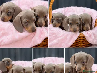 Miniature Dachshund dogs Beautiful KC Puppies - Advert 4