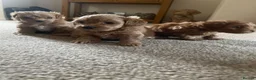 Maltipoo dogs for sale: 3 Stunning male  multipoo puppies in Chatteris - Advert 14