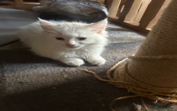 Ragdoll cats for sale: 2 Ragdoll Sisters - Image 4