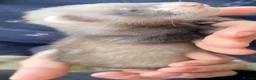 Ferret rodents for sale: 3 stunning gills - Advert 2
