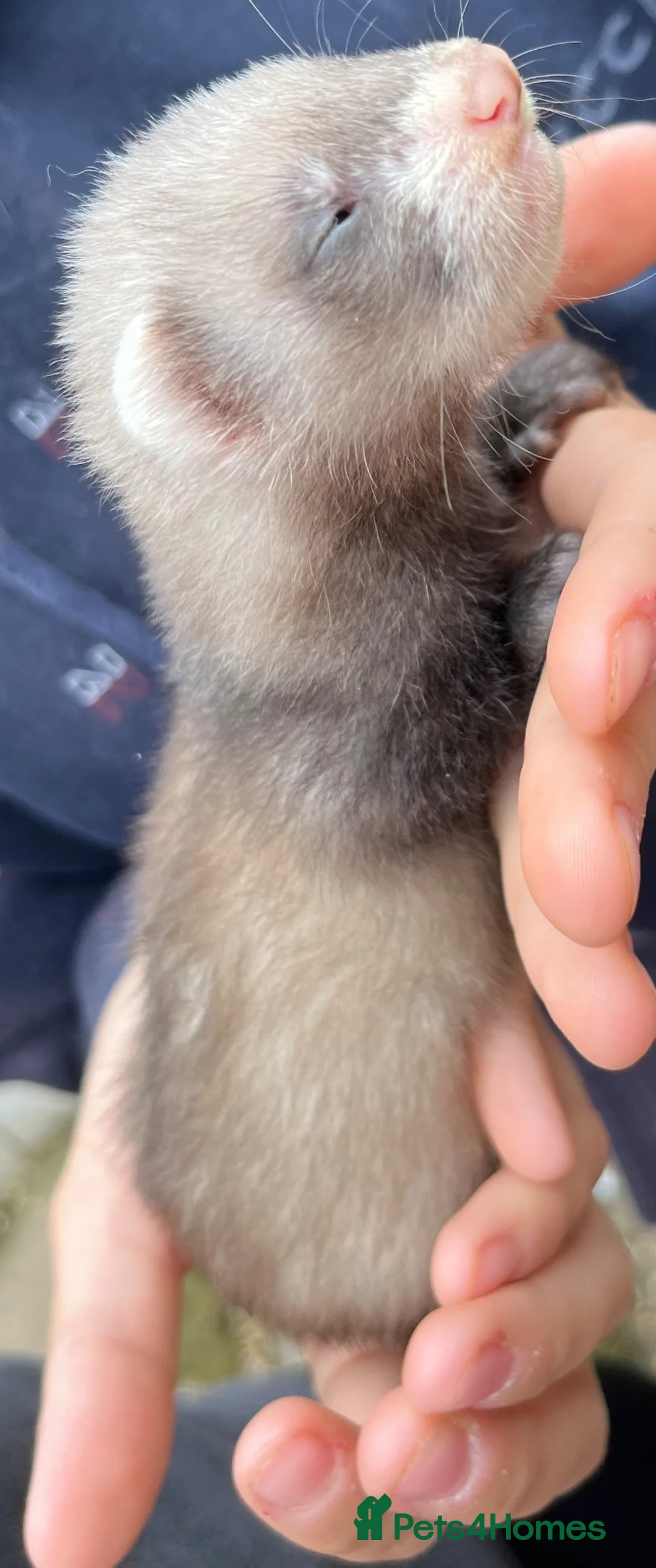 Ferret rodents for sale: 3 stunning gills - Advert 2
