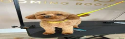 Toy Poodle dogs for stud: 🌹 RED TOY POODLE 9 INCH 2.8 KG HEALTH TESTED 🌹 - Advert 4