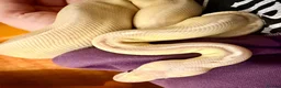 Python Snake reptiles for sale: Super pastel butter royal python - Advert 8