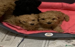 Schnoodle dogs for sale: Miniture schnoodle puppies!! - Advert 11