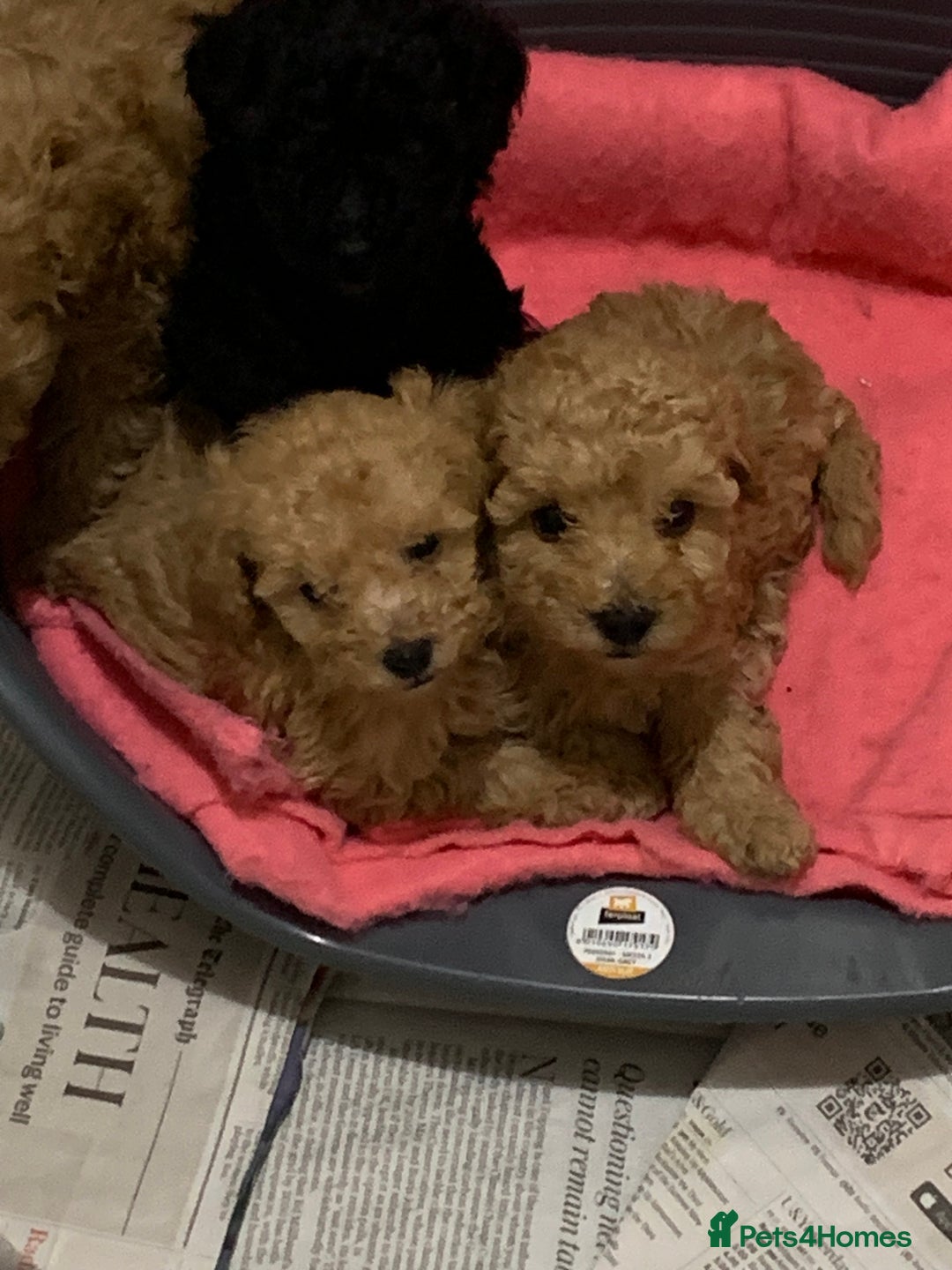 Schnoodle dogs for sale: Miniture schnoodle puppies!! - Advert 11