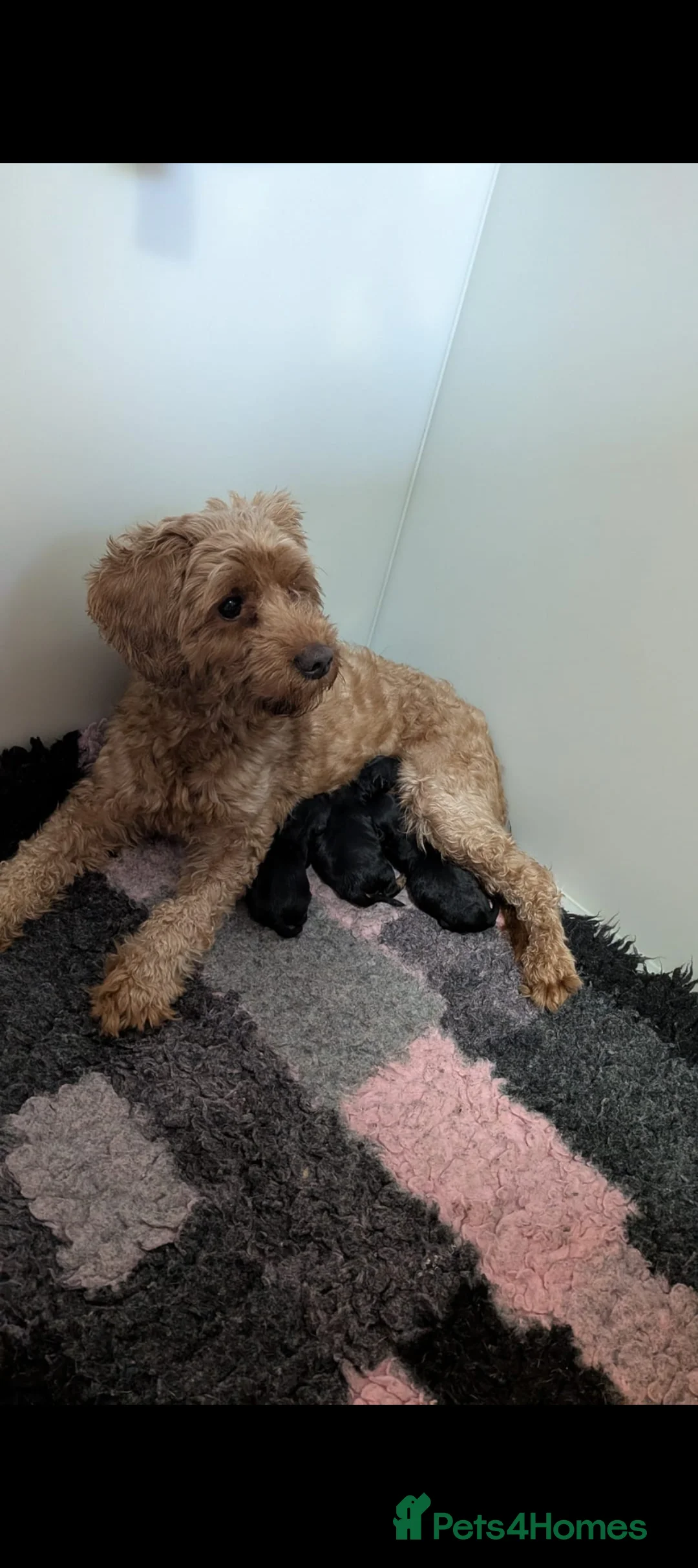 Yorkiepoo dogs for sale: Yorkiepoo puppies - Advert 1
