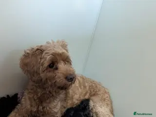 Yorkiepoo dogs Yorkiepoo puppies - Advert 1