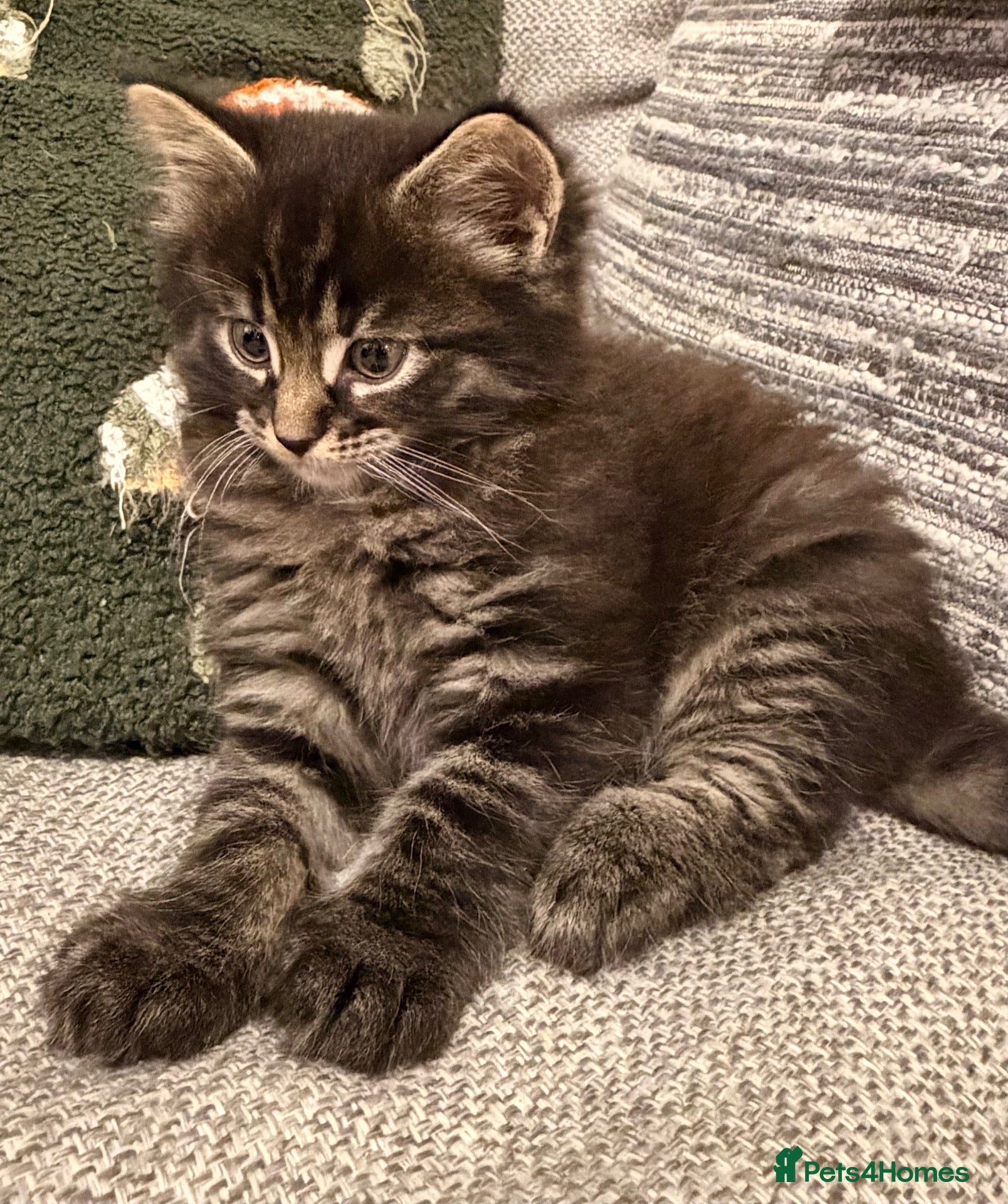 Maine Coon cats Maine coon x BSH Fluffy boys - Advert 10