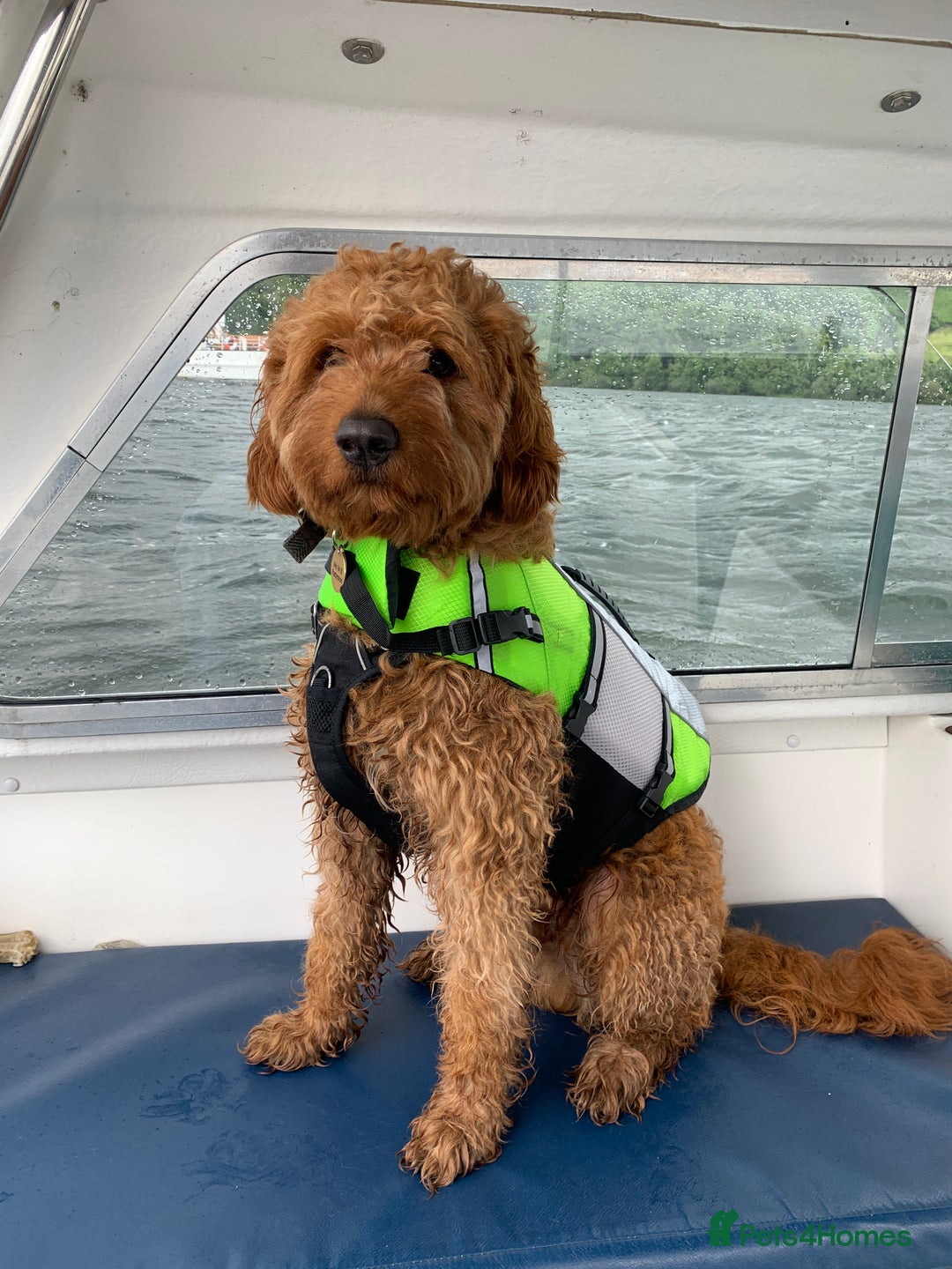 Australian Labradoodle dogs for stud: Australian Labradoodle Stud – Excellent Bloodlines - Image 10