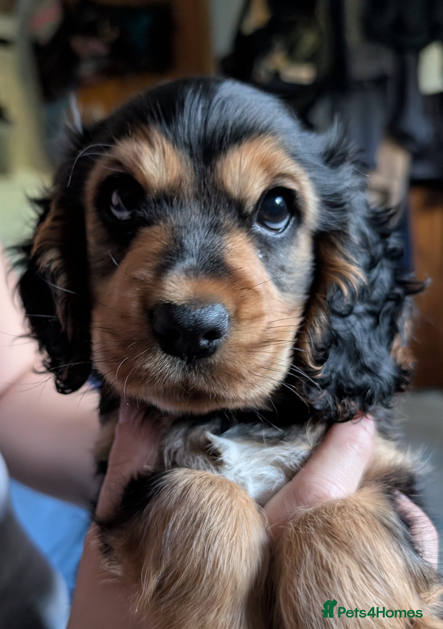Cocker Spaniel dogs Little Winnie woo the cocker spaniel - Advert 2