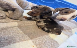 Miniature Dachshund dogs for sale: Miniature dachshund puppies - Image 7