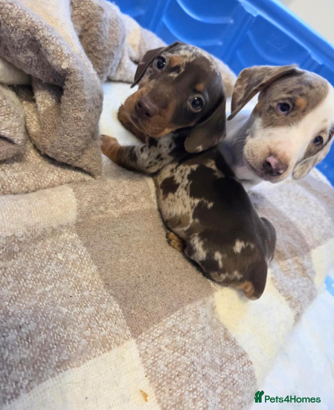 Miniature Dachshund dogs for sale: Miniature dachshund puppies - Image 7