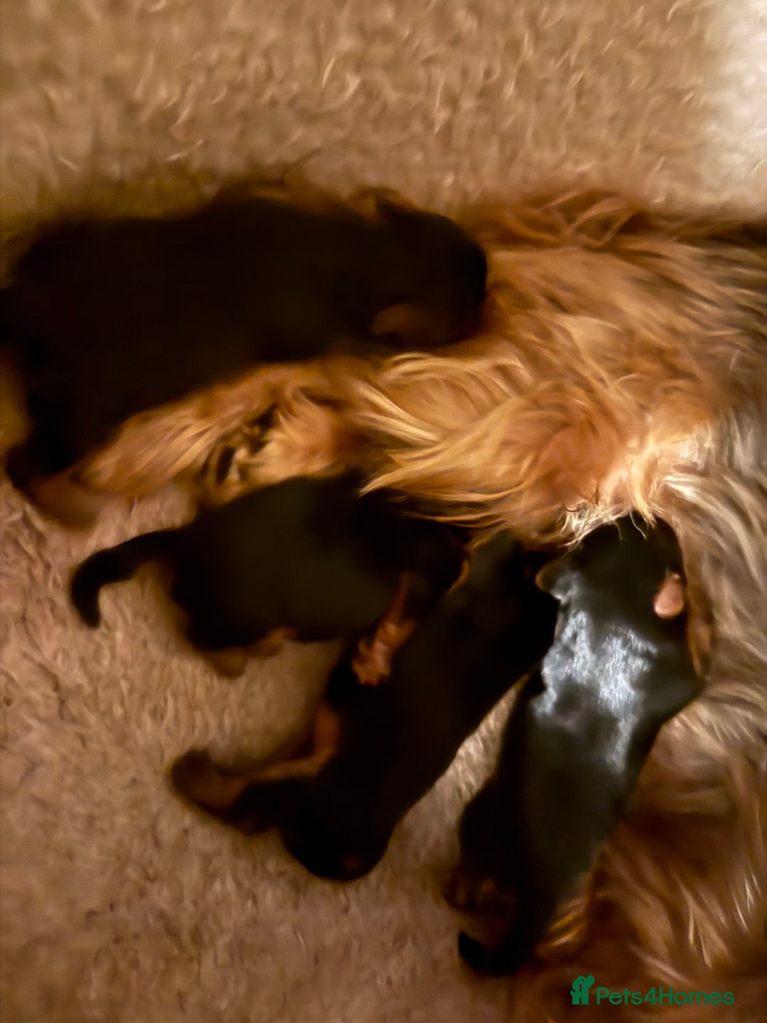 Yorkshire Terrier dogs for sale: Yorkshire terrier puppy’s  - Image 4