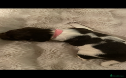 English Springer Spaniel dogs for sale: Exceptional English Springer Spaniels. - Image 10