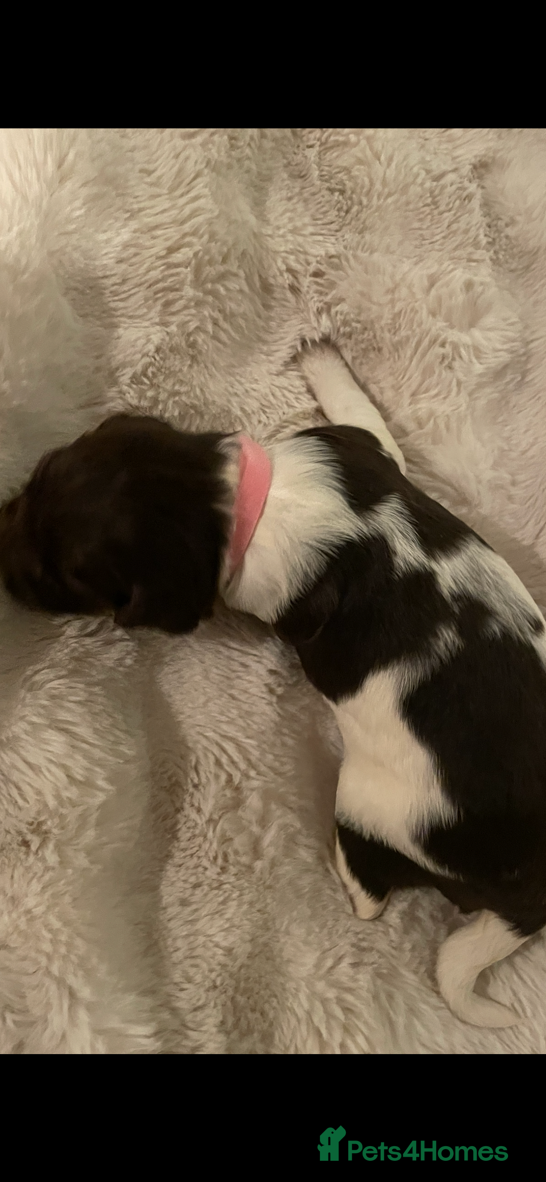 English Springer Spaniel dogs for sale: Exceptional English Springer Spaniels. - Image 10