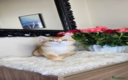 Scottish Fold cats for sale: READY NOW - TICA - SCOTTISH STRAIGHT BOY, NY12. - Image 26
