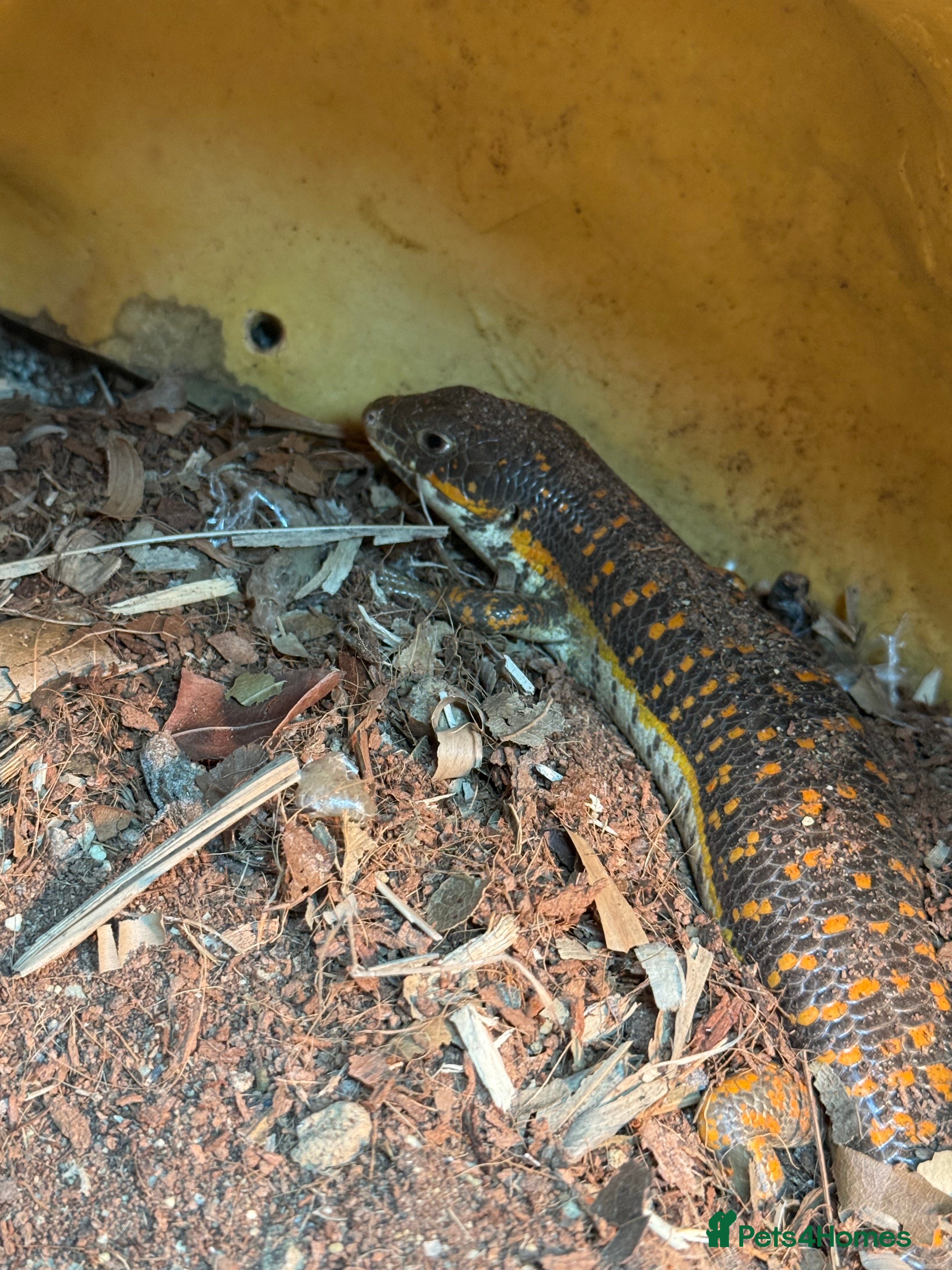 Skink reptiles Schneider skink and full set up for sale  - Advert 2