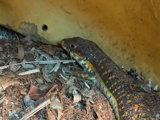 Skink reptiles Schneider skink and full set up for sale - Advert 2