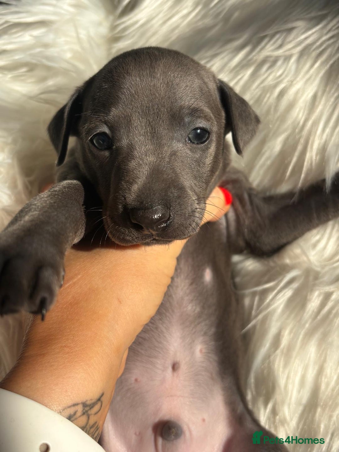 Italian Greyhound dogs for sale: 2 Italian Greyhound Boys  - Image 15