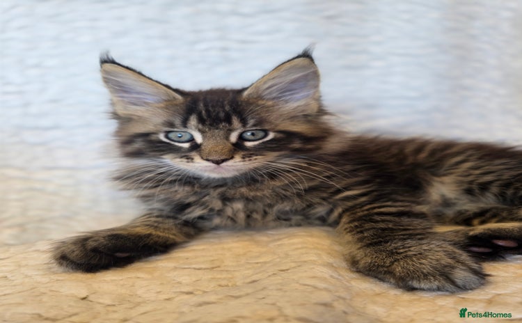 Maine Coon cats - Advert 3