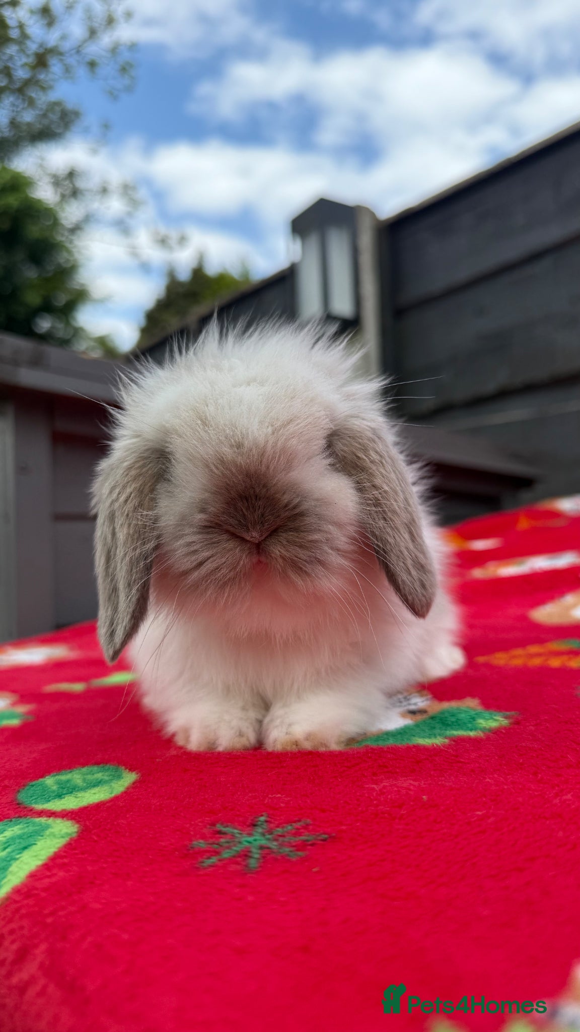 Mini Lion Lop rabbits Beautiful Mini Lion Lop Boys - Advert 7