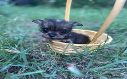 Mixed Breed dogs for sale: Six beautifully marked and coloured puppies  - Image 5
