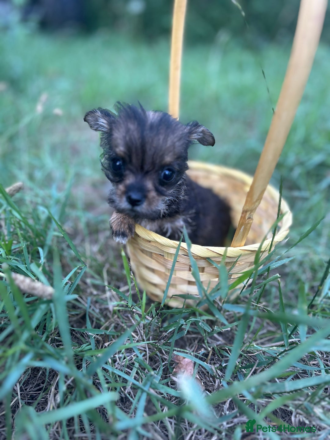 Mixed Breed dogs for sale: Six beautifully marked and coloured puppies  - Image 5