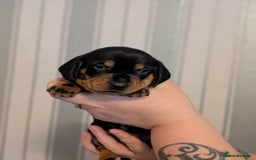 Miniature Dachshund dogs for sale: Miniature Dachshund Puppies For Sale  - Advert 25