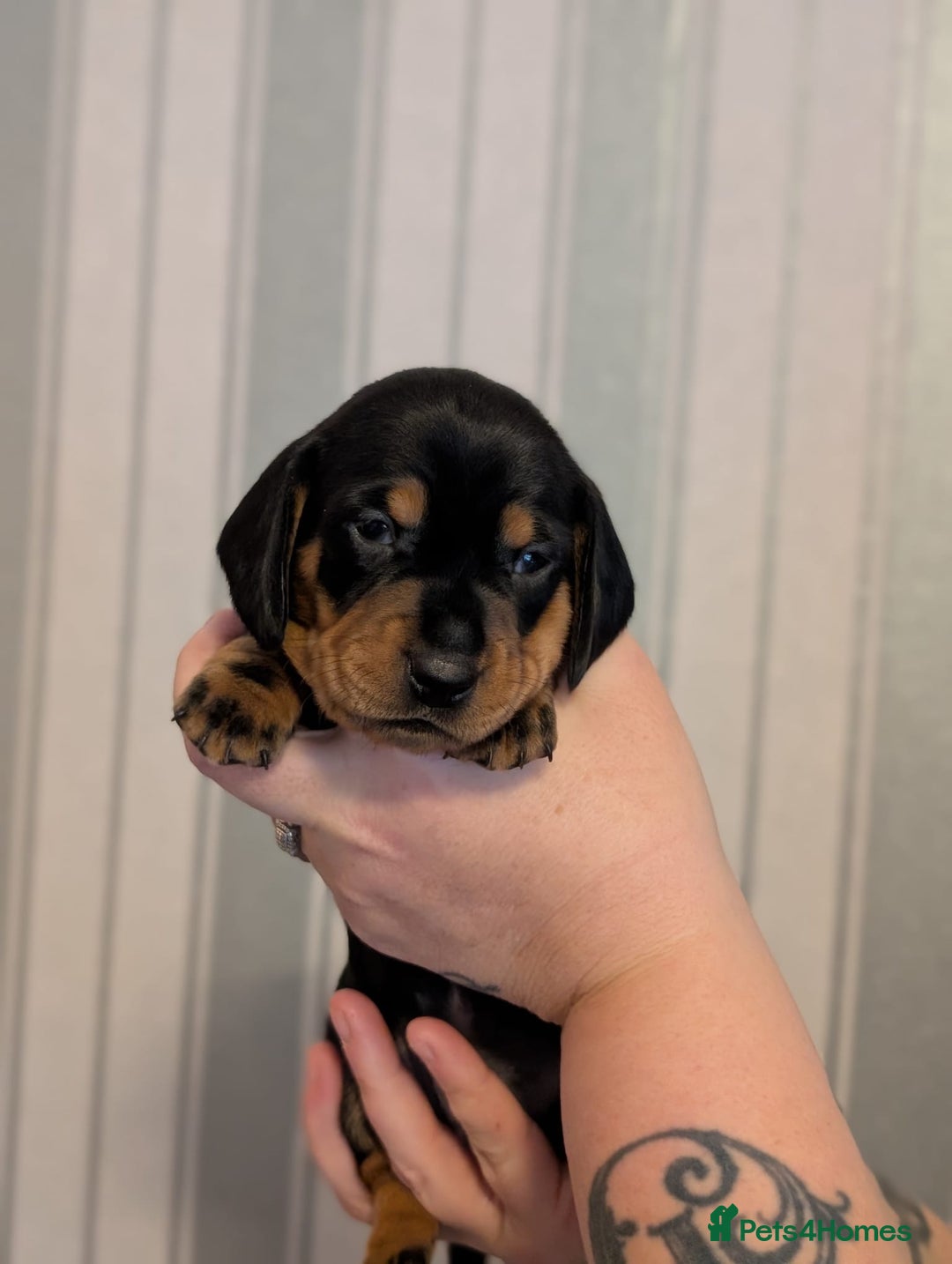 Miniature Dachshund dogs for sale: Miniature Dachshund Puppies For Sale  - Advert 25