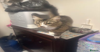 Mixed Breed cats - Advert 6