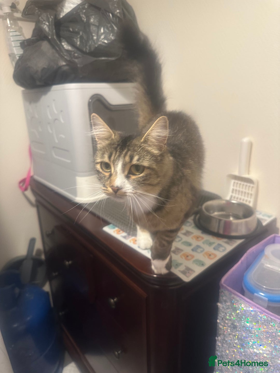 Mixed Breed cats for sale: Re home my cat aged 2  - Image 2