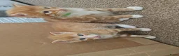Mixed Breed cats for sale: Beautiful Kittens Looking For Their Forever Homes. - Advert 19