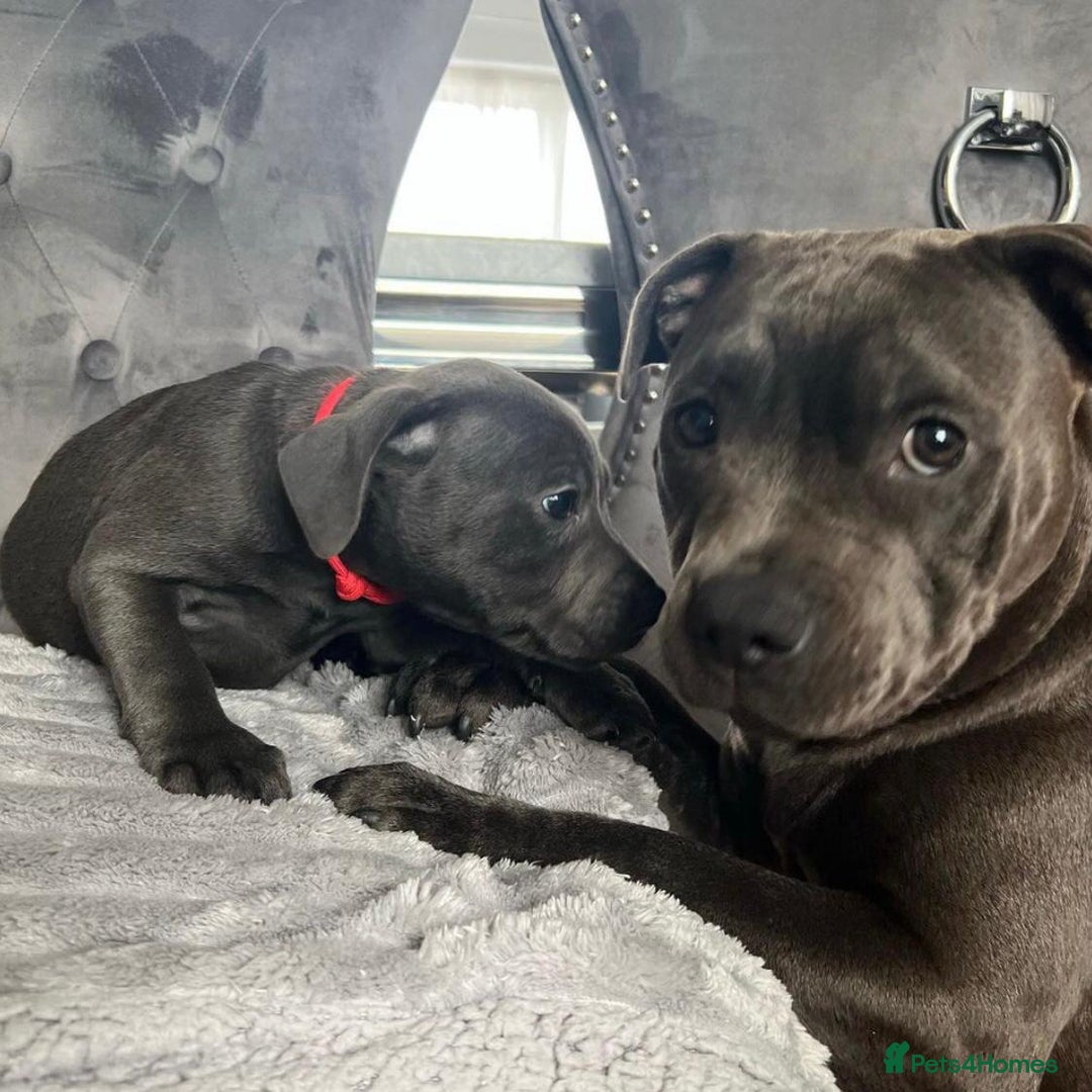 Staffordshire Bull Terrier dogs for sale: Kc blue staffordshire bull terrier puppies - Advert 11