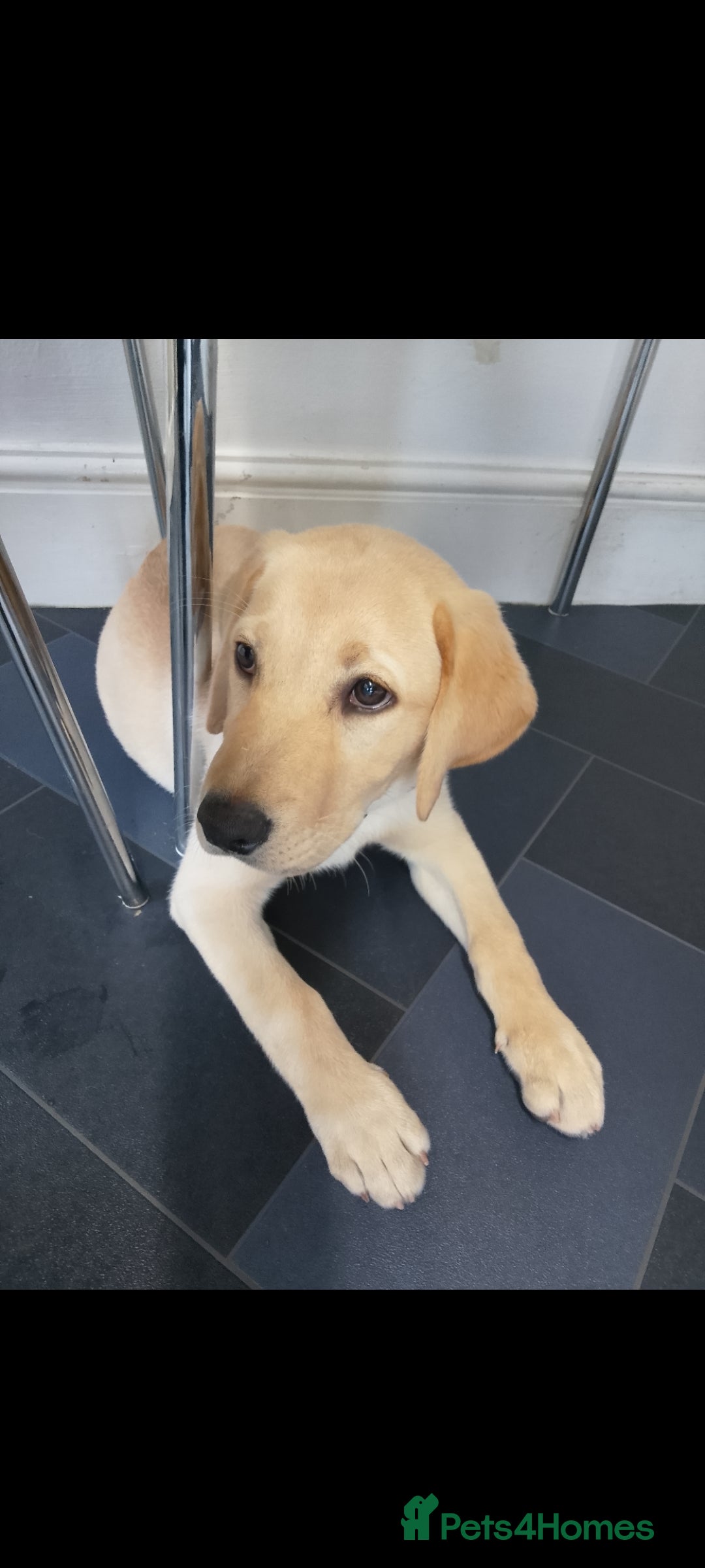Labrador Retriever dogs for sale: 12 week old golden labrador girl - Image 8