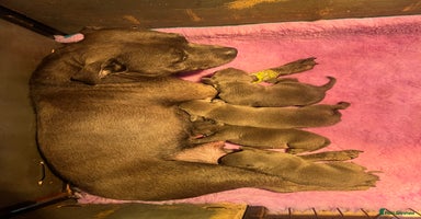 Staffordshire Bull Terrier dogs - Advert 1