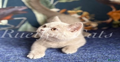 British Shorthair cats - Advert 7