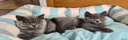 British Shorthair cats for sale:  🐾🎀 BSH 🎀🐾 GCCF/Fully vaccinated - Advert 30