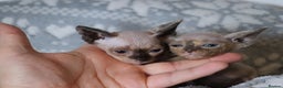 Sphynx cats for sale: Sphynx - Advert 2