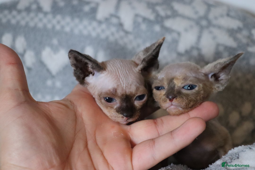 Sphynx cats for sale: Sphynx - Advert 2