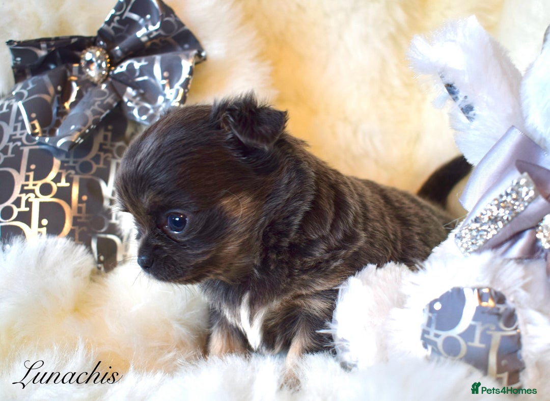 Chihuahua dogs for sale: Stunning long coat chihuahua puppies - Image 11