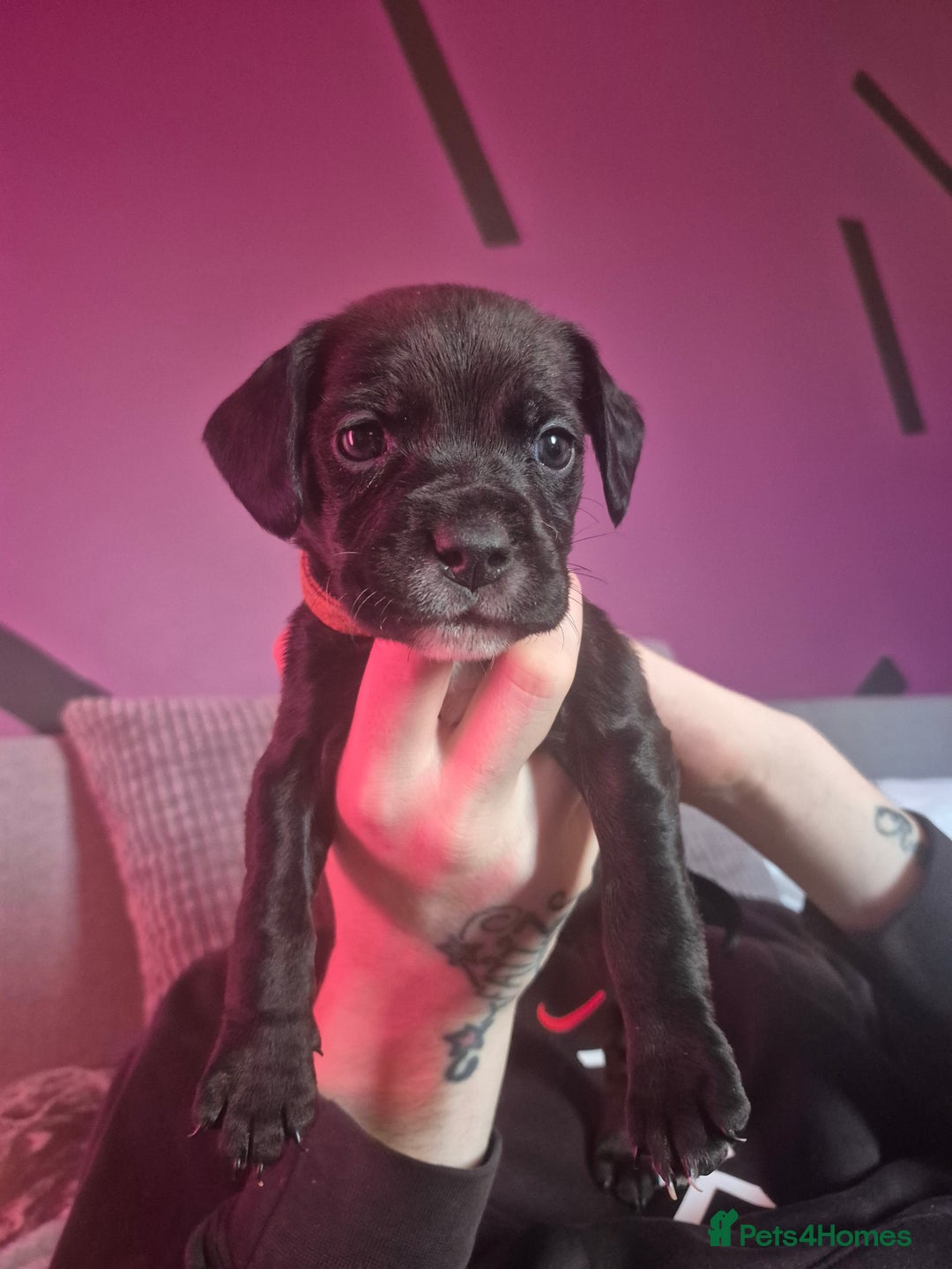 Mixed Breed dogs for sale: Bullmastiff x Springer Spaniel Puppies - Advert 26