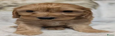 Cockapoo 3