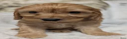 Cockapoo dogs for sale: Quality DNA Clear Cockapoo Puppies  - Advert 25