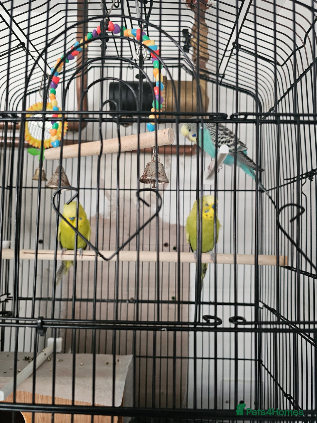 Budgerigars birds for sale: beautiful birds - Advert 9