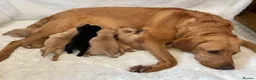 Labrador Retriever dogs for sale: DNA tested KC reg Labrador puppies - Advert 4