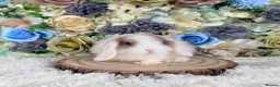 Mini Lop rabbits for sale: Vaccinated Mini Lop Girly ~ Ready Now - Advert 3