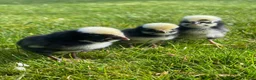 Chickens poultry for sale: Baby Chicks, Hatching eggs & Ducklings  - Advert 14