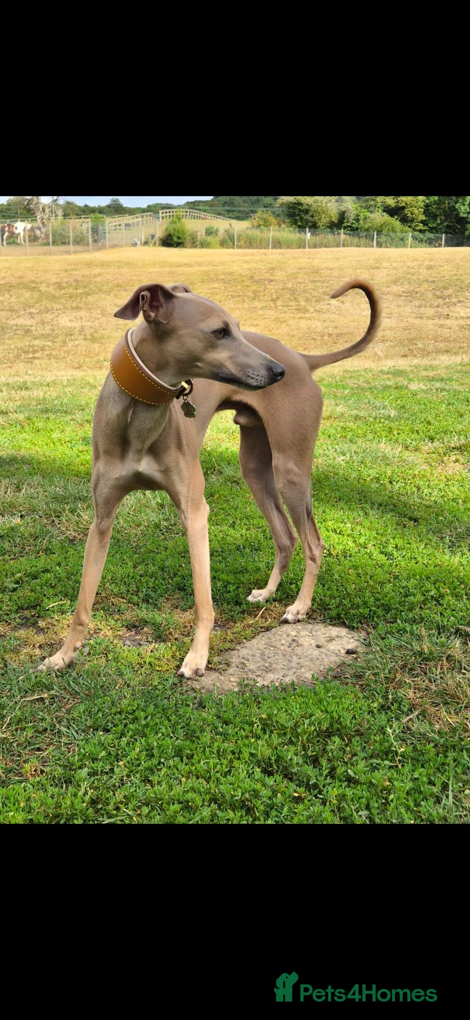 Italian Greyhound dogs Italian greyhound for stud  - Advert 1
